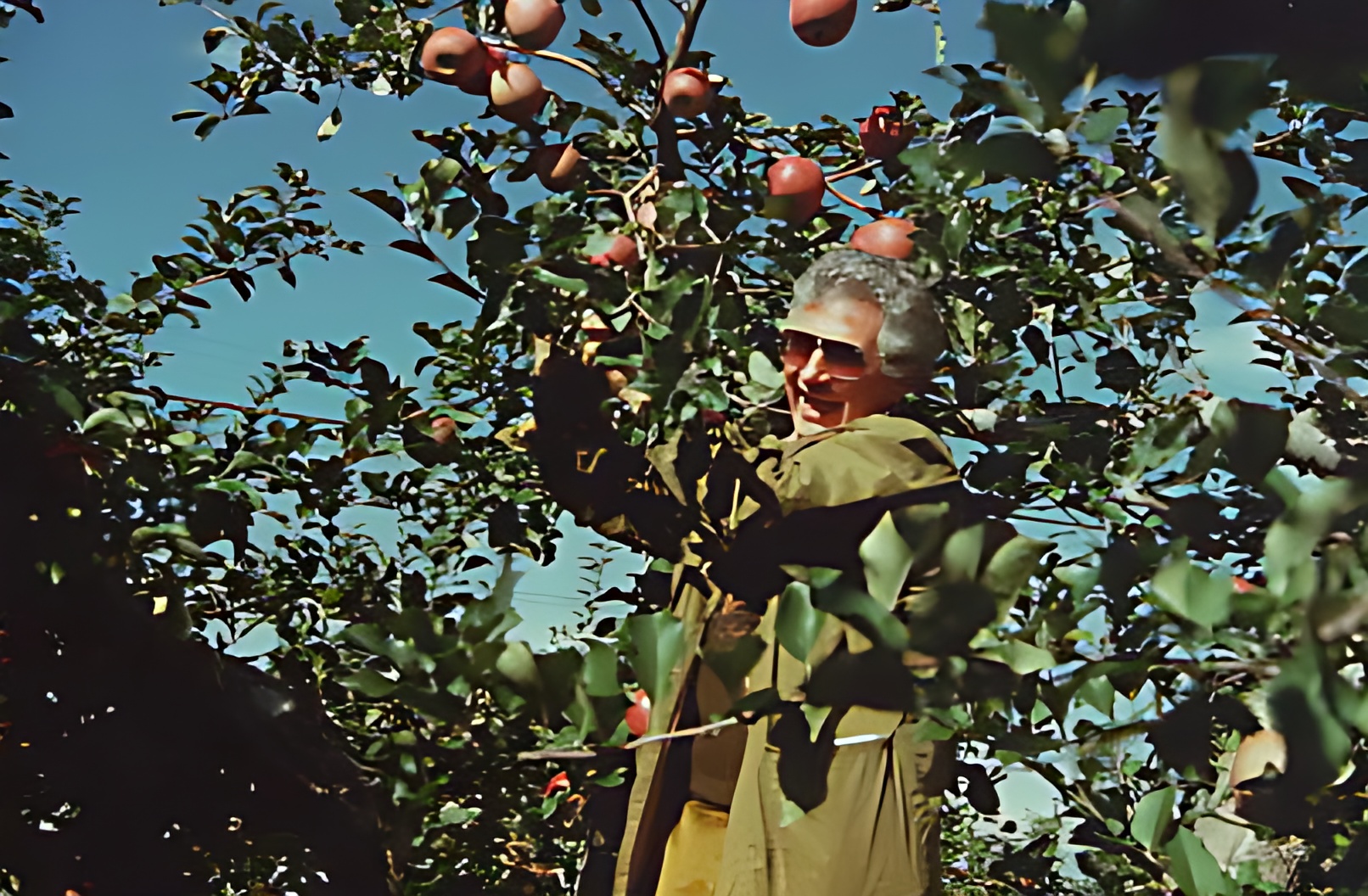 KIKU - Mehr als ein Apfel - Kiku